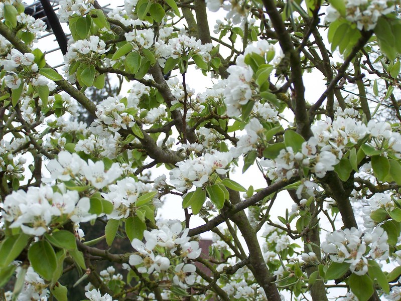 pyrus 4 dans 1 poirier 4 dans 1 fleurs