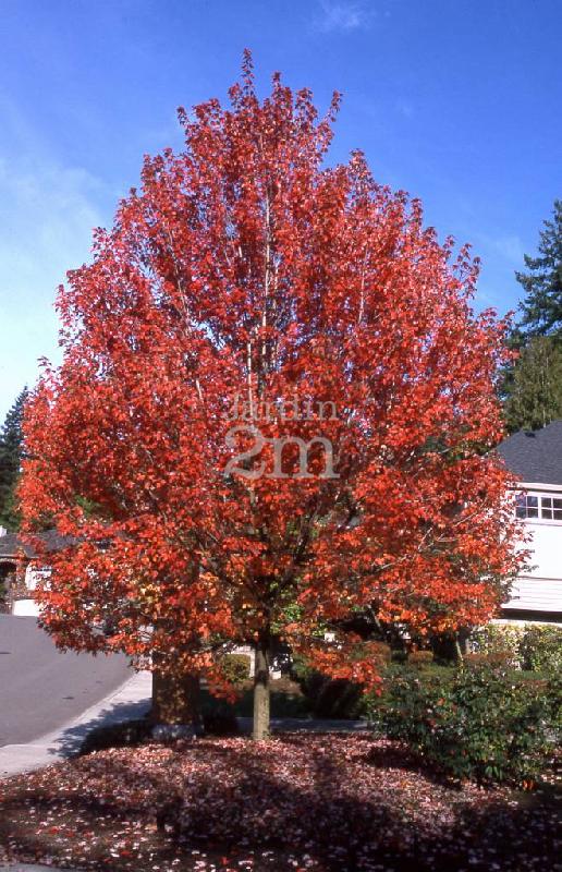 Autumn Blaze Maple