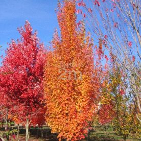 Érable rouge 'Armstrong Gold'