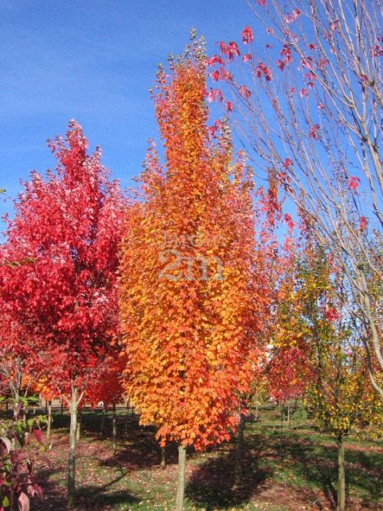 Armstrong Gold Red Maple