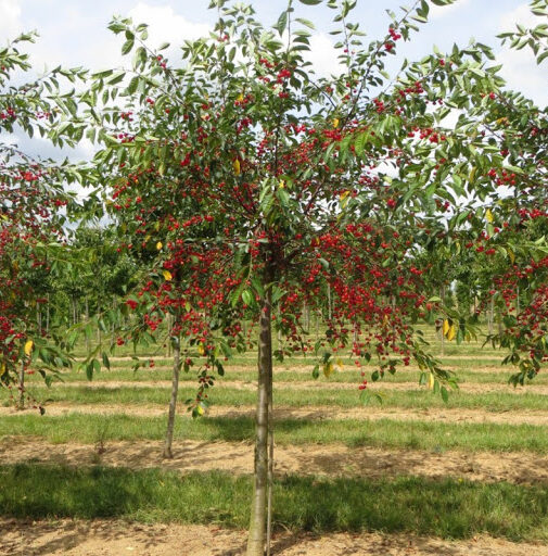 Cerisier 'Montmorency'