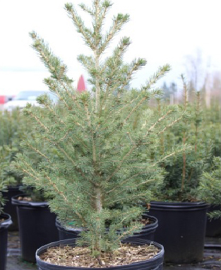 North Pole White Spruce