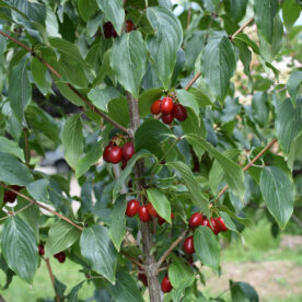 Meteor Cherry Tree - Un arbre pour mon quartier