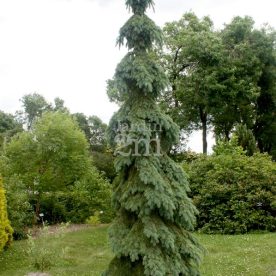 Épinette blanche pleureuse