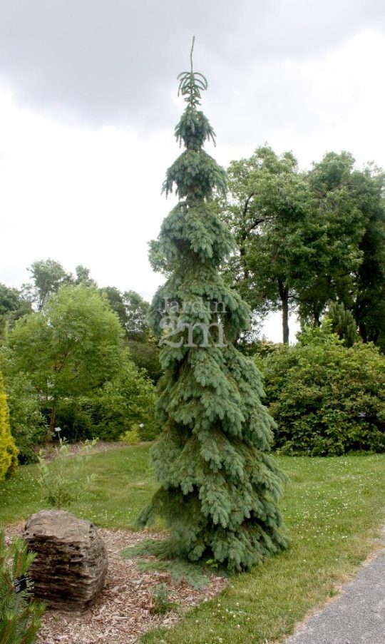 Weeping White Spruce
