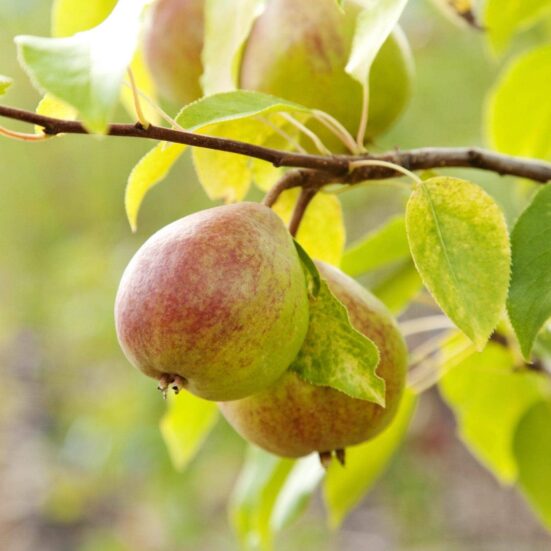 Fruit trees - Un arbre pour mon quartier