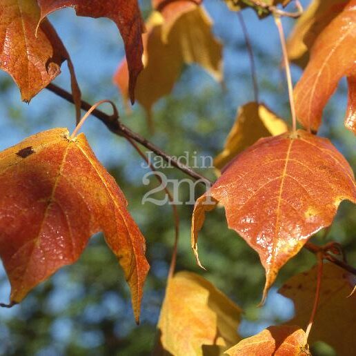Érable noir 'Green column' Un arbre pour mon quartier