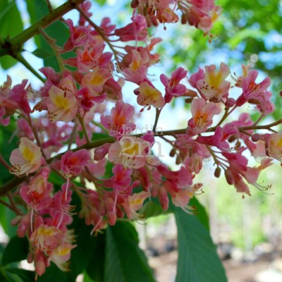 Marronnier à fleurs rouges 'Briotti' - Un arbre pour mon quartier