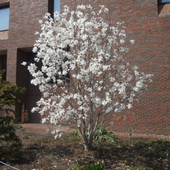 Royal Star Magnolia multi stemmed