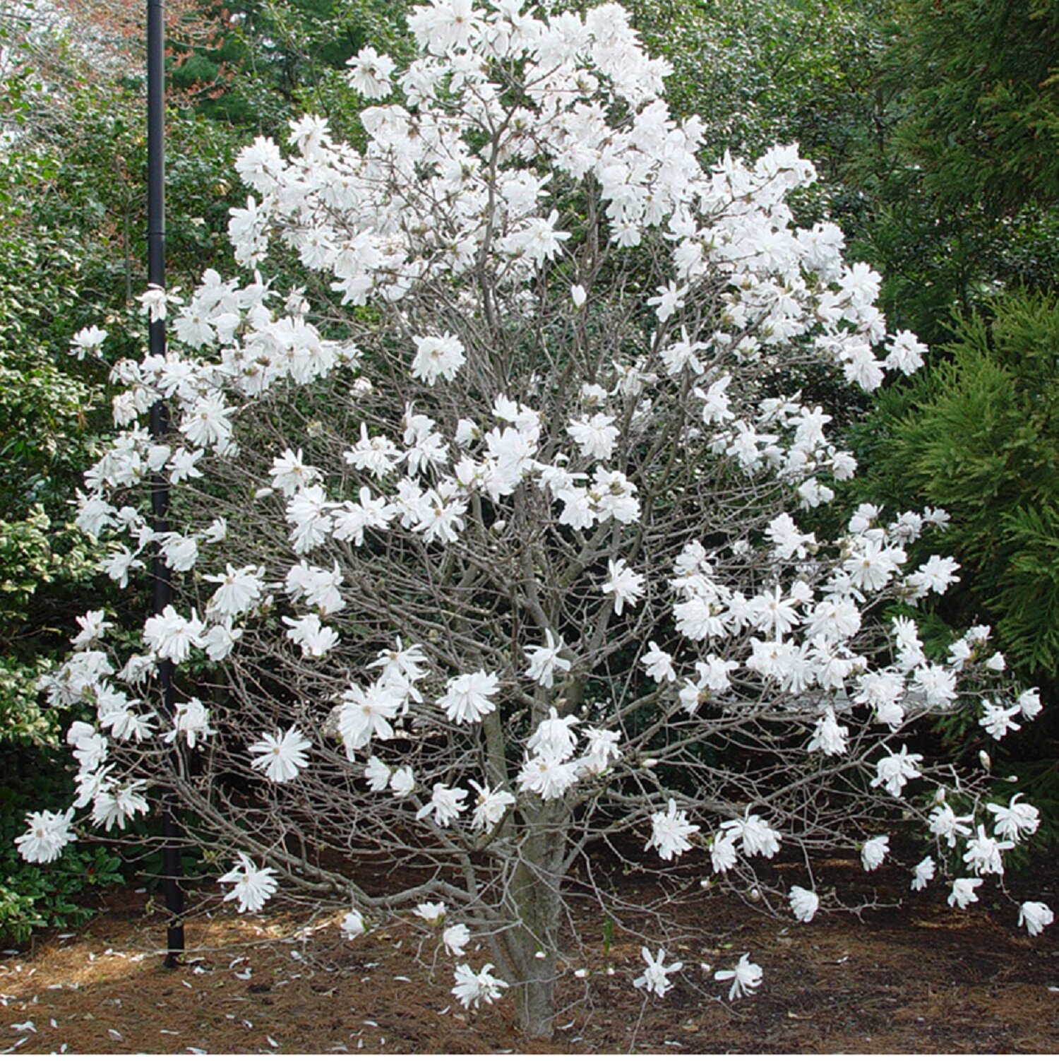 Magnolia étoilé 'Royal star' - Un arbre pour mon quartier, image size:1500x1502