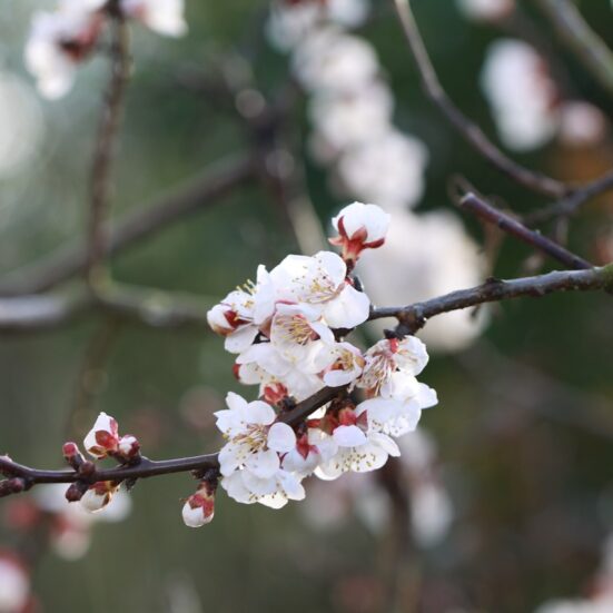Abricotier 'Harglow' Un arbre pour mon quartier — free download