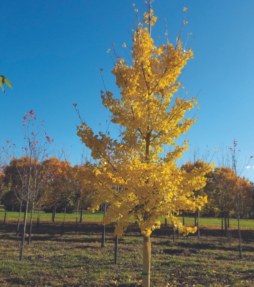 Ginkgo biloba 'Princeton Sentry'