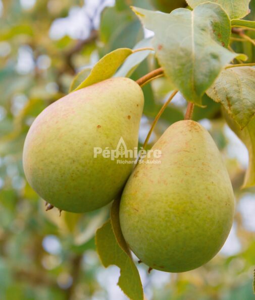 Harovin Beauty pear tree