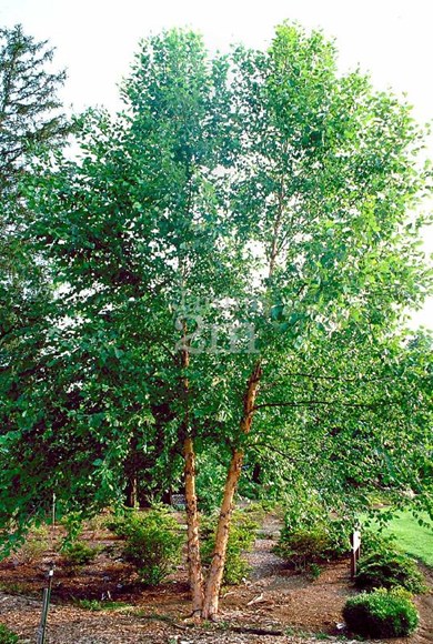 Black Birch Heritage multi-stemmed