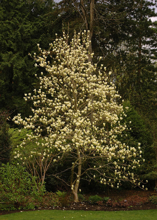 Magnolia 'Elisabeth' multi tronc