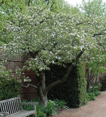 Pommier 'Jaune délicieuse'