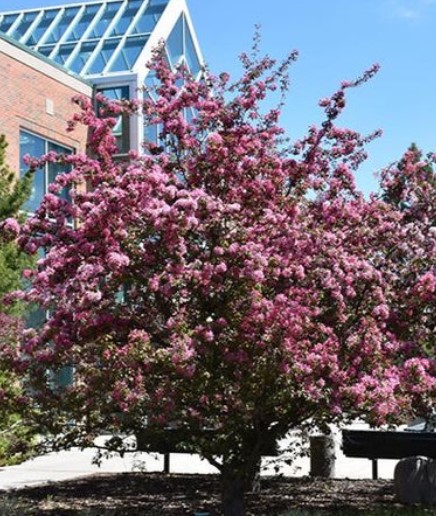Makamik Crabapple