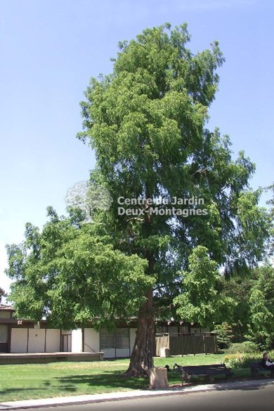 Metasequoia