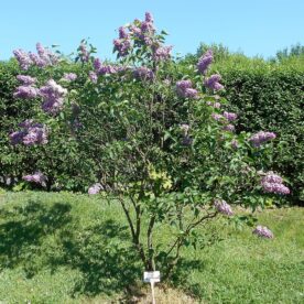 Lilas commun 'Sensation' multi-tronc
