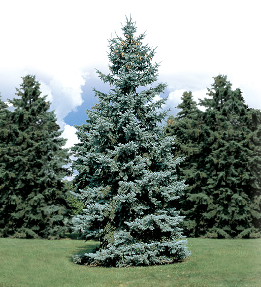 Hoopsii Colorado Spruce