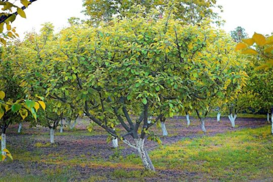 Tilton Apricot