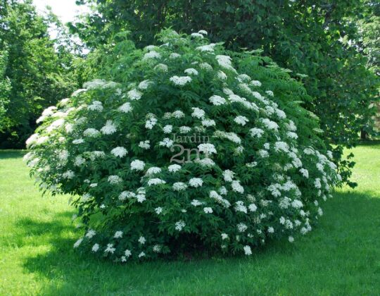 American Elder multi stemmed