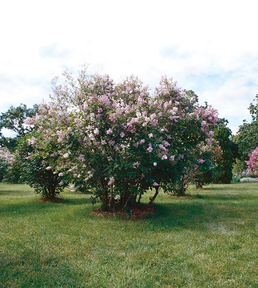 Late Lilac