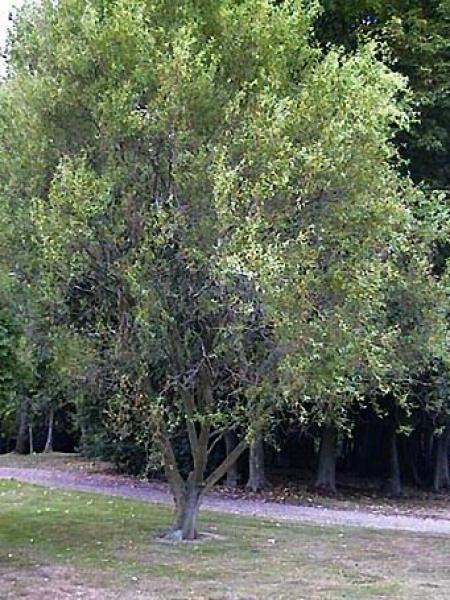 Corkscrew Willow