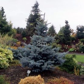 Epinette du Colorado 'Baby Blue'
