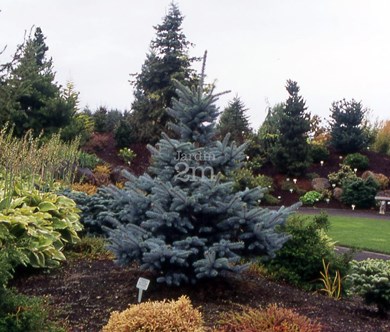 Epinette du Colorado 'Baby Blue'