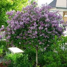 Lilas commun 'Sensation'