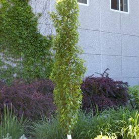 Bouleau blanc japonais 'Parkland pillar'