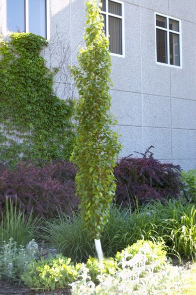Bouleau blanc japonais 'Parkland pillar'