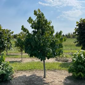 Asiminier trilobé (Pawpaw)