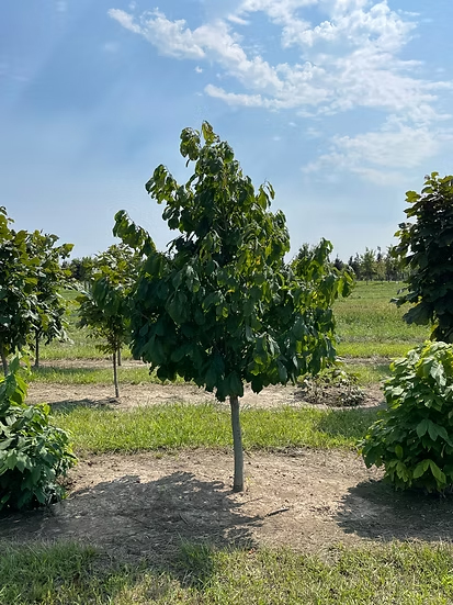 Asiminier trilobé (Pawpaw)