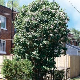 Lilas commun multi tronc