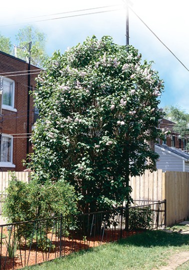 Lilas commun multi tronc