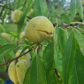 Amandier doux 'Javid's Iranian'