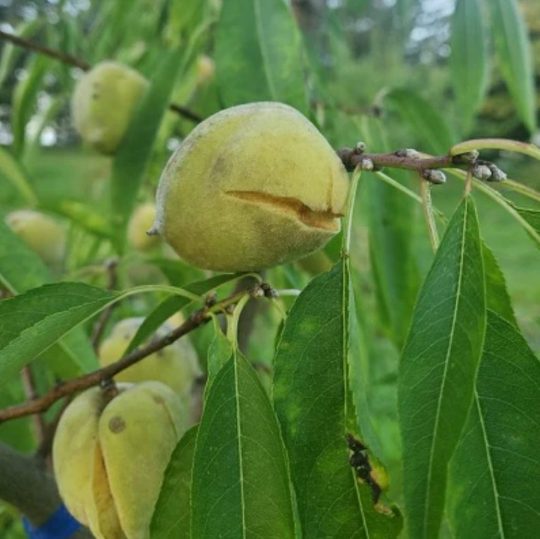 Amandier doux 'Javid's Iranian'