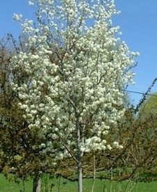 Amélanchier 'Rainbow pillar'