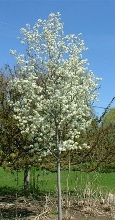 Amélanchier 'Rainbow pillar'