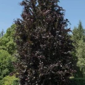 Hêtre commun 'Dawyck purple'