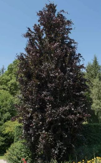 Hêtre commun 'Dawyck purple'