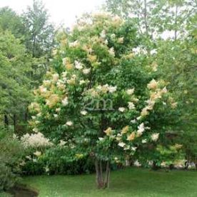 Lilas commun 'Primerose'