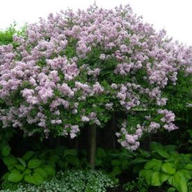 Lilas nain de Corée