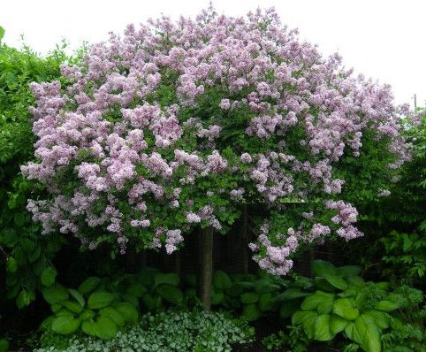 Lilas nain de Corée