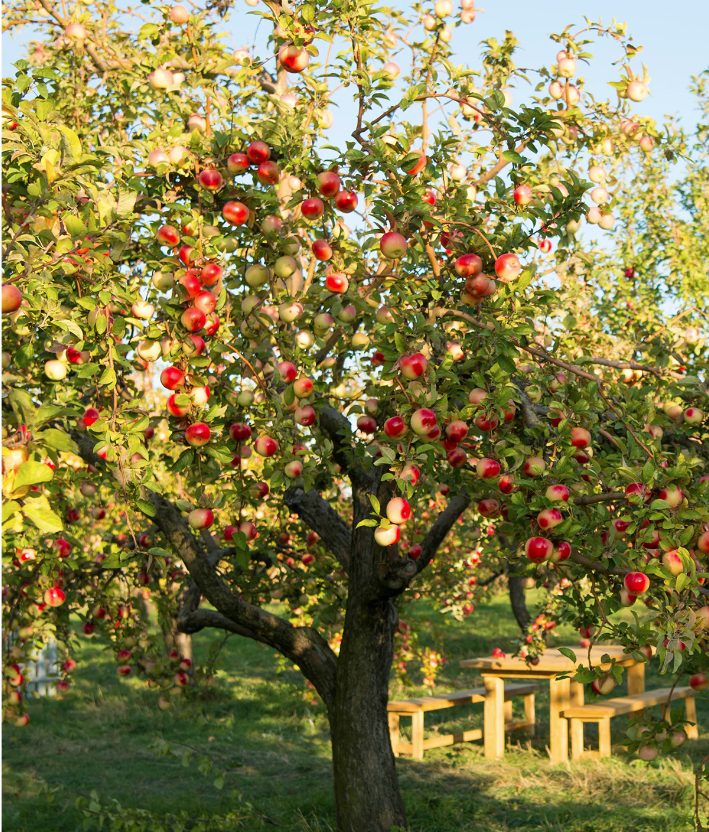Ambrosia Apple Tree - Un arbre pour mon quartier