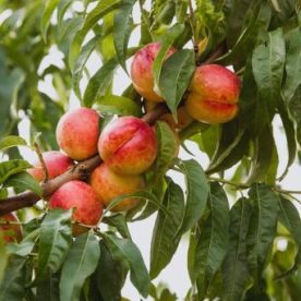 Nectarine 'Harovin Nova'