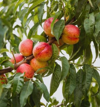 Nectarine 'Harovin Nova'