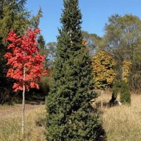 Epinette de Norvège 'Cupressina'